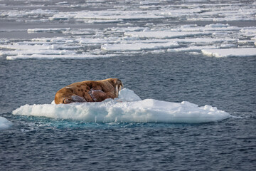 Walrus on an ice block in Svalbard 