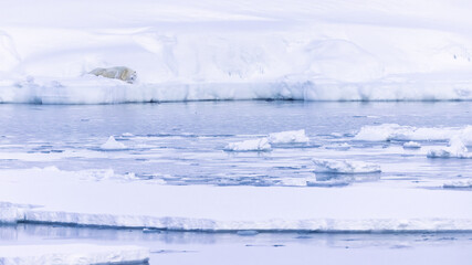 Polar bear in Svalbard during winter