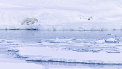 Polar bear in Svalbard during winter