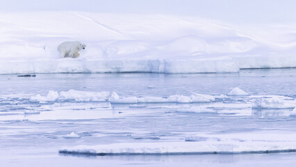 Polar bear in Svalbard during winter