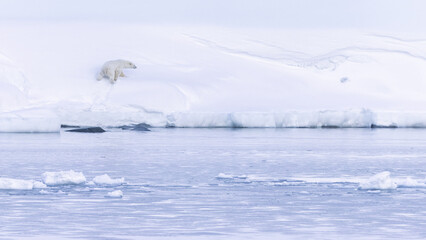 Polar bear in Svalbard during winter