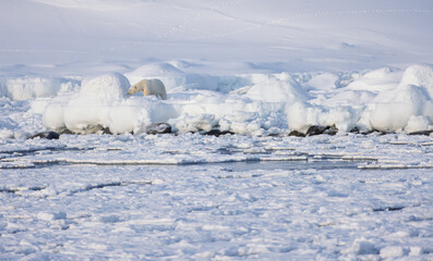 Polar bear in Svalbard during winter