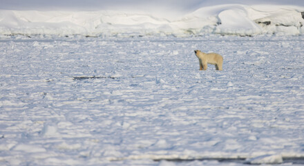 Polar bear in Svalbard during winter