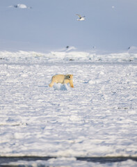 Polar bear in Svalbard during winter
