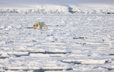 Polar bear in Svalbard during winter
