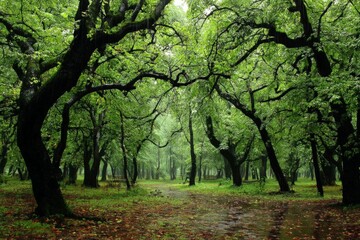 Naklejka premium Lush green forest with large trees, wet ground, and vibrant foliage during early morning light
