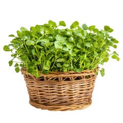 Naklejka premium Fresh watercress grown in a woven basket displayed on a clean surface in a bright kitchen setting