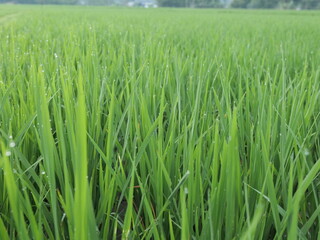 green rice field