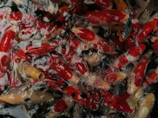 Vibrant Koi Fish Pond