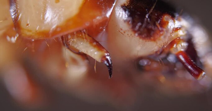 Zophobas Head and Legs Macro Shot. Larvae Giant Mealworms