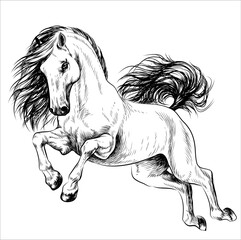 Horse. A graphic image of a running horse in a sketch style on a white background. Digital vector graphics.
