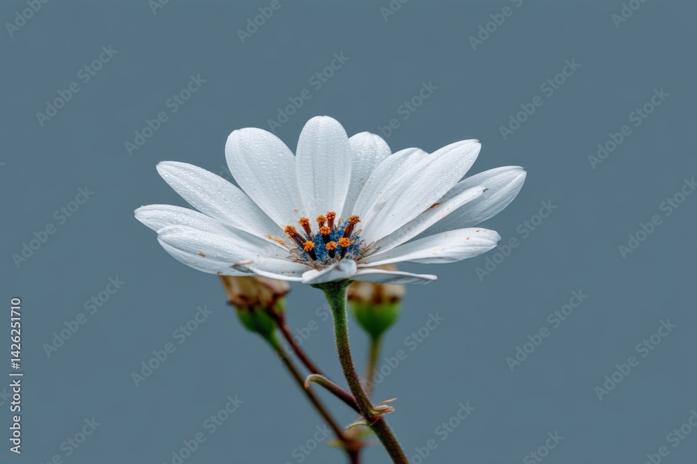 Aufkleber delicate white flower with raindrops and soft petals captured against a muted background in a tranqu