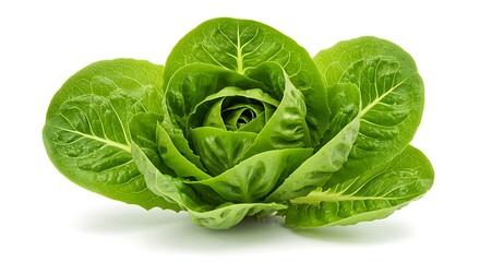 Fototapeta premium A close-up shot of a crisp, fresh romaine lettuce head against a white backdrop.