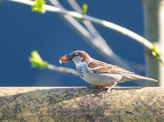 House sparrow, Passer domesticus. A bird caught an insect