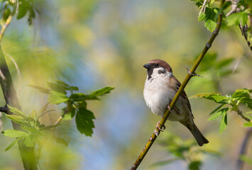 Eurasian tree sparrow, Passer montanus. A bird sits on a branch against a beautiful background