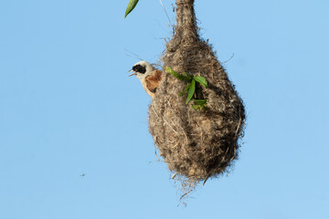 Eurasian penduline tit, Remiz pendulinus. The male bird peeks out of the nest and calls out