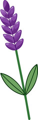 Purple Lavender Stem with Tiny Blooms and Leaf, Blooming Elegance, A Floral Vector Illustration Design