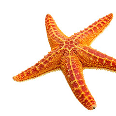 starfish Fish in transparent background.Stunning Orange Starfish on Transparent background Ocean Sea Life Marine Animal