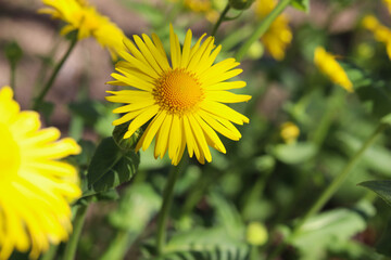 Sunny Yellow Daisies Blooming in Spring Garden