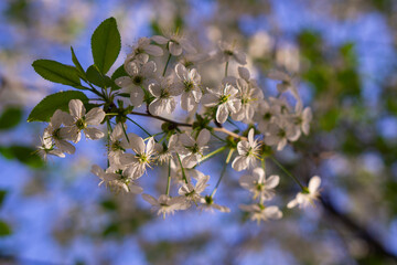 blooming cherry tree