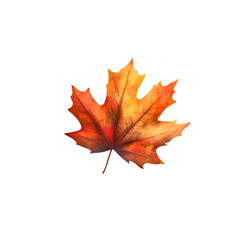 Close-up of autumn maple leaf turning colors with detailed texture and crisp edges, transparent background
