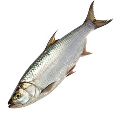 Fototapeta premium tarpon Fish in transparent background.A Single Raw Silverfish Ready to be Cooked Delicious Seafood Dish