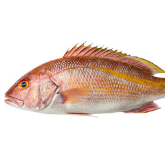 tilefish in Transparent background 9.jpg.A Stunning View of a Fresh Red Snapper Fish on Transparent background Ready for Cooking Delicious Seafood Meal