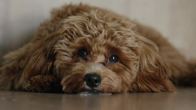 A fluffy brown dog lies on the floor, blinking slowly and looking relaxed. The close-up captures the pet&rsquo;s calm and cozy mood, perfect for themes of comfort, relaxation, and companionship.
