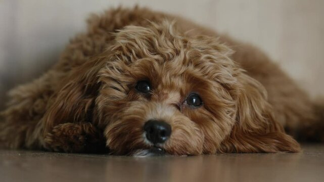 A fluffy brown dog lies on the floor, blinking slowly and looking relaxed. The close-up captures the pet&rsquo;s calm and cozy mood, perfect for themes of comfort, relaxation, and companionship.