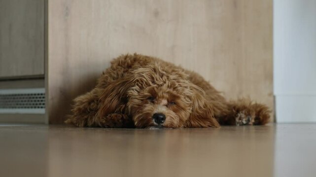 A fluffy brown dog lies on the floor, blinking slowly and looking relaxed. The close-up captures the pet&rsquo;s calm and cozy mood, perfect for themes of comfort, relaxation, and companionship.