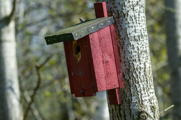 A vibrant red birdhouse clings to the trunk of a tree surrounded by greenery. Sunlight filters through the branches, highlighting the wooden structure and inviting avian guests