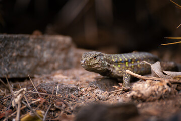 Gallotia galloti Lizard on Rocks in Tenerife