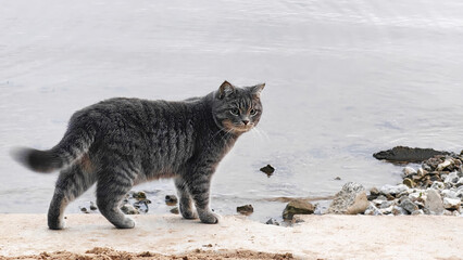 Gray tabby cat walking along the shore near the water and exploring the environment. Outdoor adventure concept, animal behavior, curious feline in a nature scene