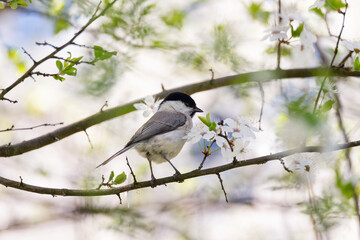 Titmouse on blooming cherry branch in spring garden