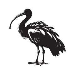 Majestic African Sacred Ibis Silhouette Vector - Elegant Wading Bird Design for Nature Art - African Sacred Ibis  Illustration.