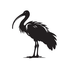 Majestic African Sacred Ibis Silhouette Vector - Elegant Wading Bird Design for Nature Art - African Sacred Ibis  Illustration.
