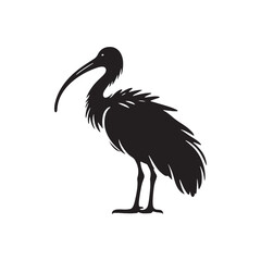Majestic African Sacred Ibis Silhouette Vector - Elegant Wading Bird Design for Nature Art - African Sacred Ibis  Illustration.