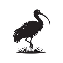 Majestic African Sacred Ibis Silhouette Vector - Elegant Wading Bird Design for Nature Art - African Sacred Ibis  Illustration.