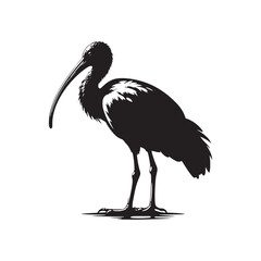 Majestic African Sacred Ibis Silhouette Vector - Elegant Wading Bird Design for Nature Art - African Sacred Ibis  Illustration.