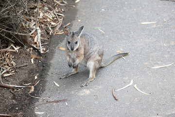 this is a young tammar wallaby