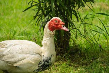 Muscovy duck with its distinctive red head and black and white plumage walks through lush green field surrounded by tall plants and grass in the Adler (Sirius) Bird Sanctuary. Close up.