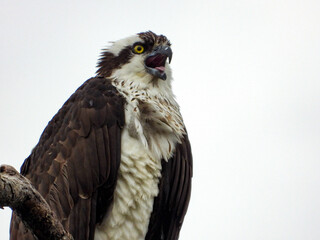 Osprey perched in a tree close to her nest on a rainy Spring day