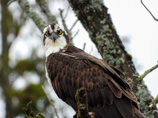 Osprey perched in a tree close to her nest on a rainy Spring day