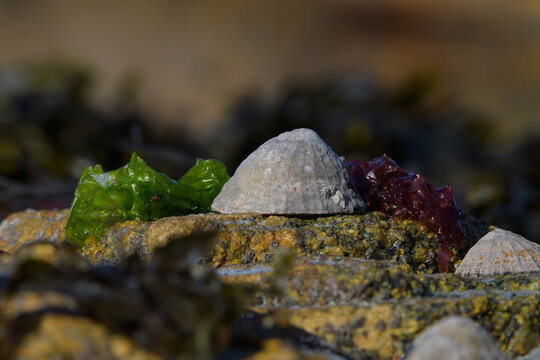 Coquillages dans les rochers en Bretagne