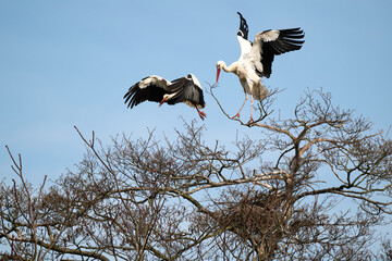 Cigogne blanche, nid,.Ciconia ciconia, White Stork