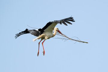 Cigogne blanche, .Ciconia ciconia, White Stork,