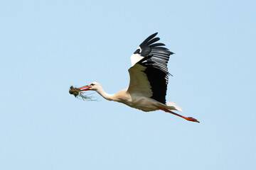 Cigogne blanche, .Ciconia ciconia, White Stork,