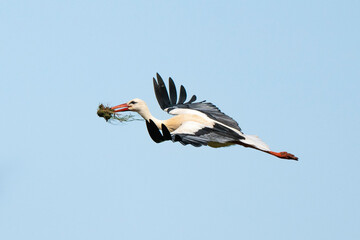 Obraz premium Cigogne blanche, .Ciconia ciconia, White Stork,