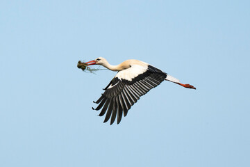Cigogne blanche, .Ciconia ciconia, White Stork,