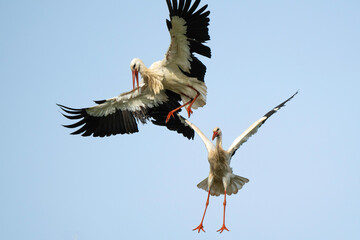Cigogne blanche, nid,.Ciconia ciconia, White Stork, Chateau de la Rivière, Parc Naturel Régional des Marais du Cotentin et du Bessin, Manche, 50